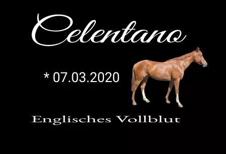  Pferde Celentana Bild