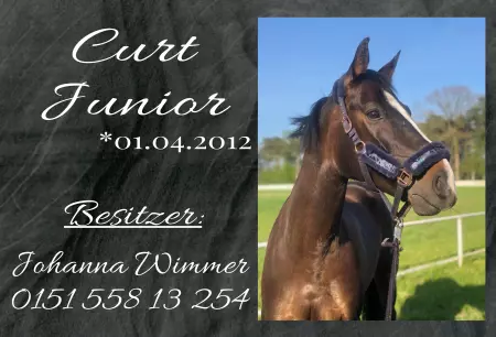  Pferde Curt Junior Bild