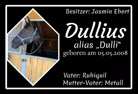  Pferde Dullius Bild