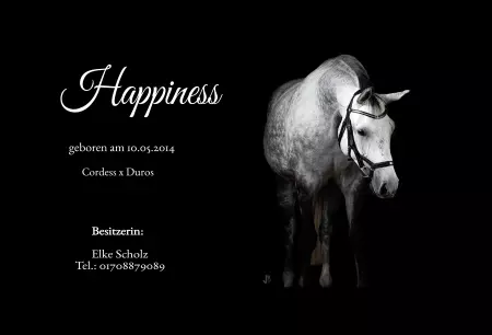  Pferde Happiness Bild