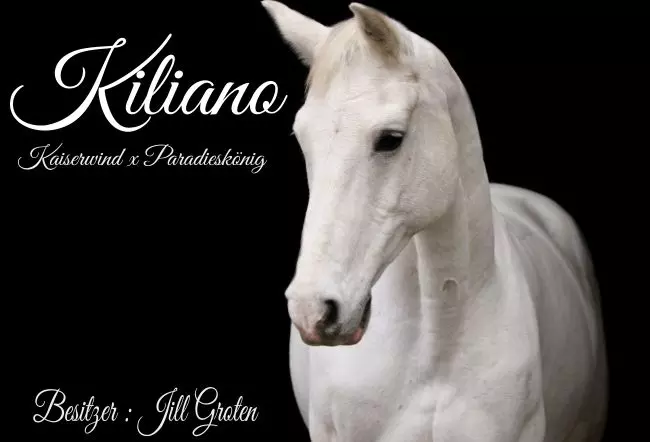  Pferde Kiliano Bild