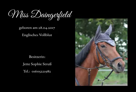  Pferde Miss Daingerfield Bild