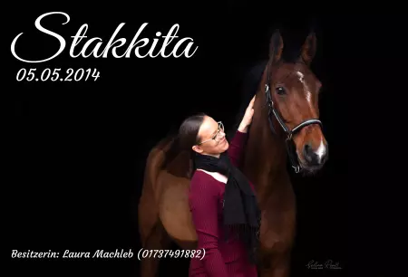 Pferde Stakkita Bild