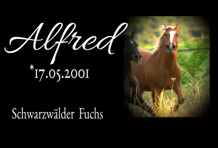 Pferde Alfred Bild