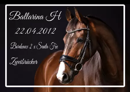  Pferde Ballarina Bild