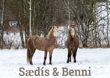  Pferde Saedis & Benni Bild